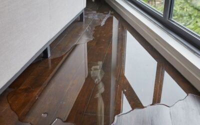 Mold Damage Insurance Coverage – Personal & Commercial